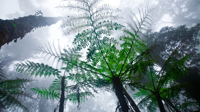 Skogen kring berget Kinabalu