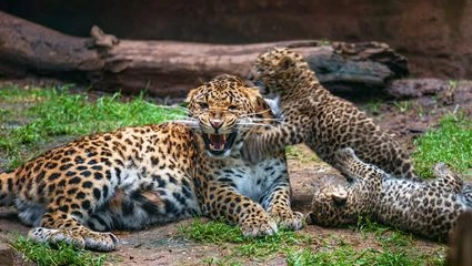 Leopard med ungar