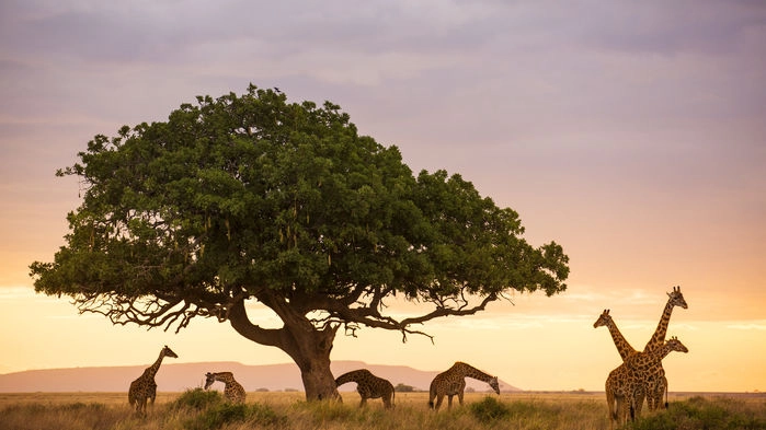 Giraffer under ett Akaciaträd