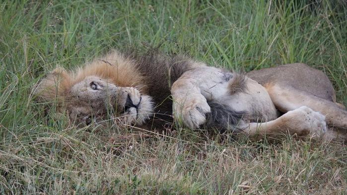 Lejonhane, Krugerparken