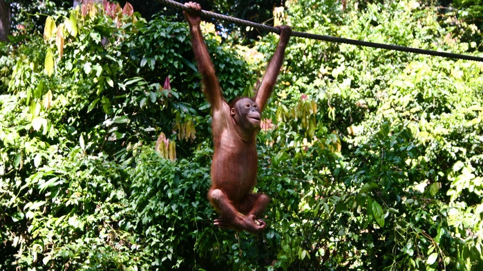 Orangutang i Sepilok