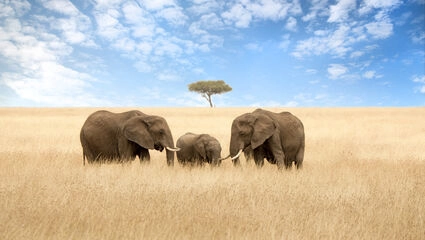 Familjeäventyr i Kenya