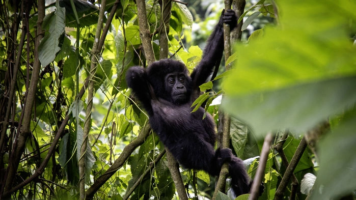 Lekfull gorilla, Bwindi- Den ogenomträngliga regnskogen.