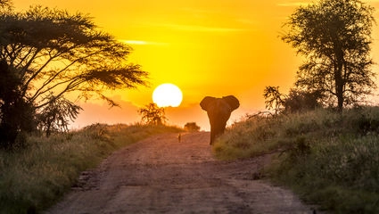 En schakal och en elefant slår följe i soluppgången.