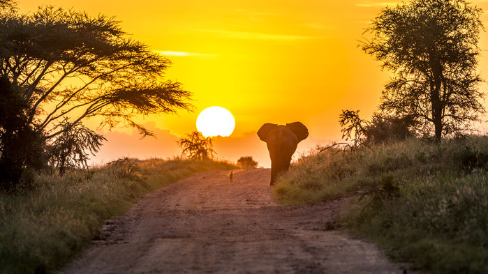En schakal och en elefant slår följe i soluppgången.