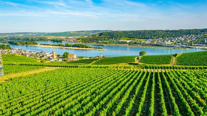 Ingenstans i världen finns bättre Riesling viner än här i Rheingau. På sluttningarna längs floden Rhen finns några av världen förnämsta vingårdar med tusenåriga anor.