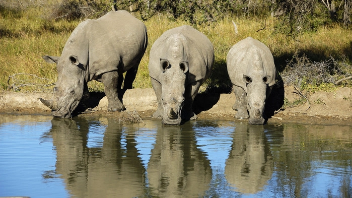 "Vita" noshörningar eller trubbnoshörningar i Krugerparken