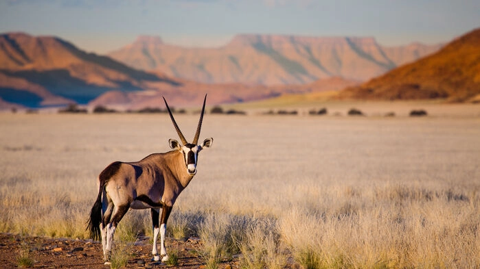 Oryxantilop i Sossusvlei
