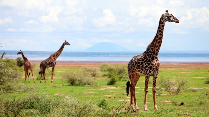 Giraffer under en safari i Lake Manyara.