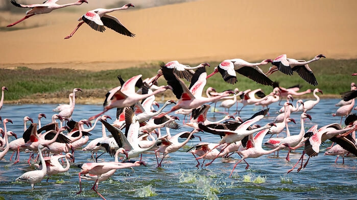 Flamingor i Walvis Bay
