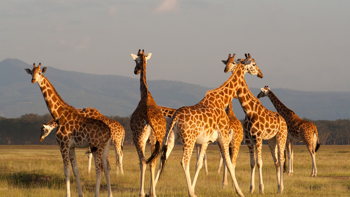 Giraffer i Masai Mara.