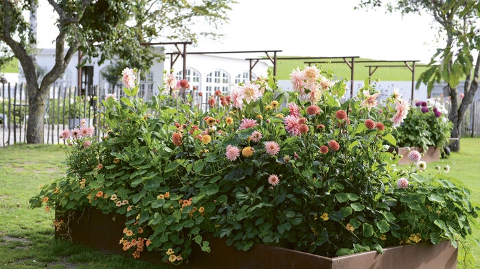 Vid Kåseberga får vi njuta av färggrann ögonfägnad och blomsterprakt på Dahliafarmen som drivs av Ulrika Grönlund  och Tim Dujmovic.