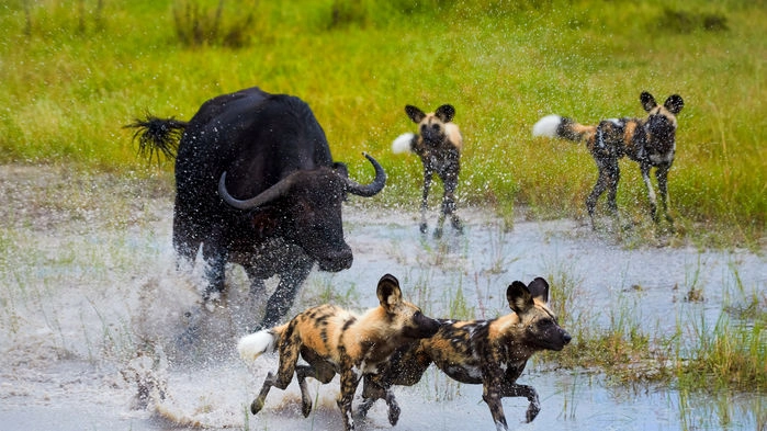 Moremi, Okavango