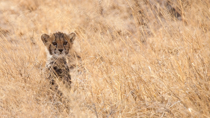 Gepardunge i Masai Mara.