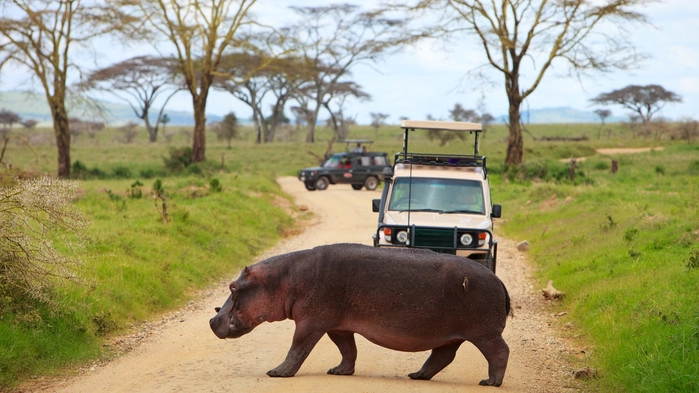 Övergångsställe i Serengeti, på väg att bada.