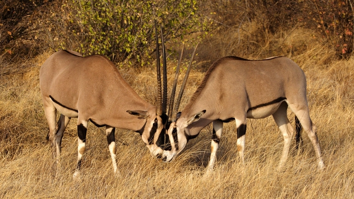 Oryxer i Samburu.