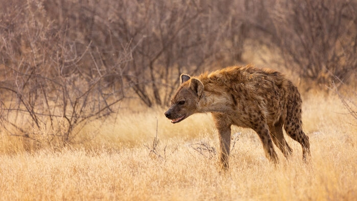 Hyena i Etosha National Park