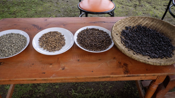 Handrostat kaffe i olika nyanser. Ekologisk kaffefarm, Uganda