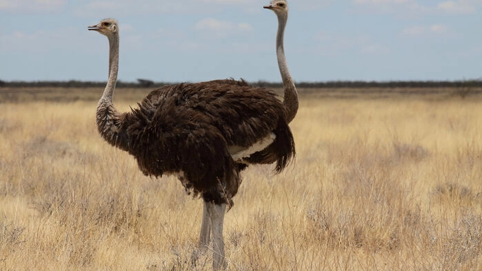 Strutsar i Etosha National Park