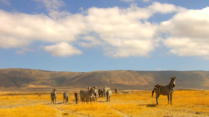Nere på kraterbotten, Ngorongoro.