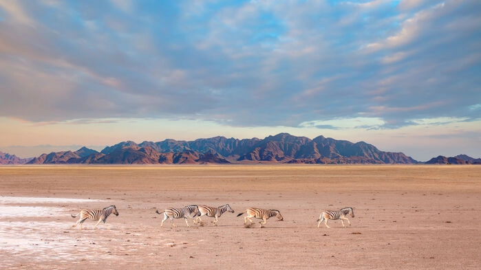Zebror i Etosha National Park