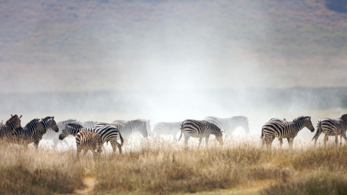 <P>Sebraflock, Ngorongoro.</P>
