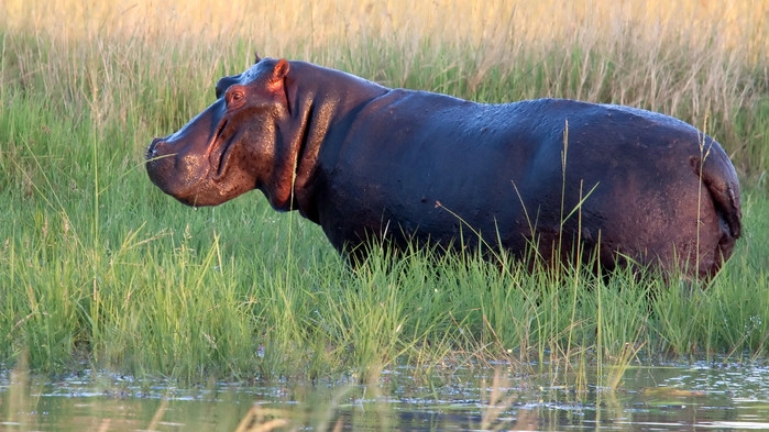 Flodhästar finns det gott om i Okavangodeltat