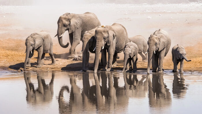 Elefanter i Etosha National Park