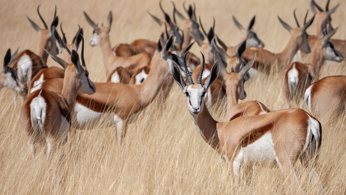 Gaseller i Etosha nationalpark