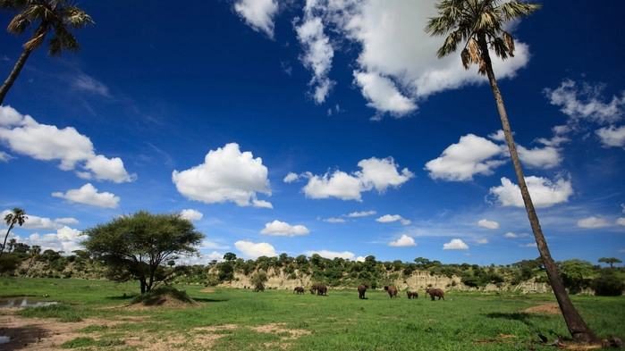 Tarangire nationalpark.