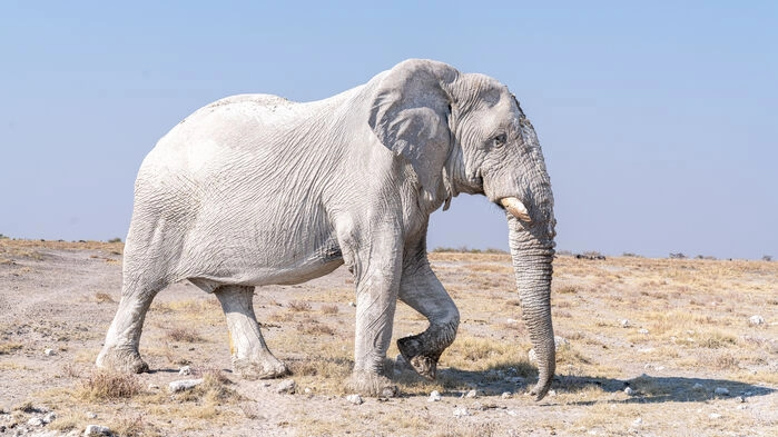 "Vit" elefant i Etosha National Park