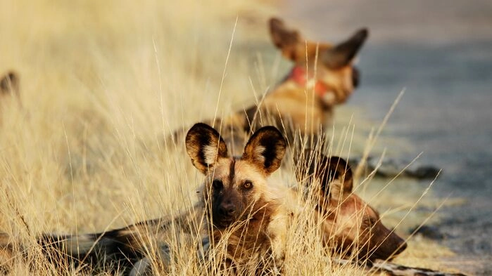 Vildhundar i Hwange nationalpark