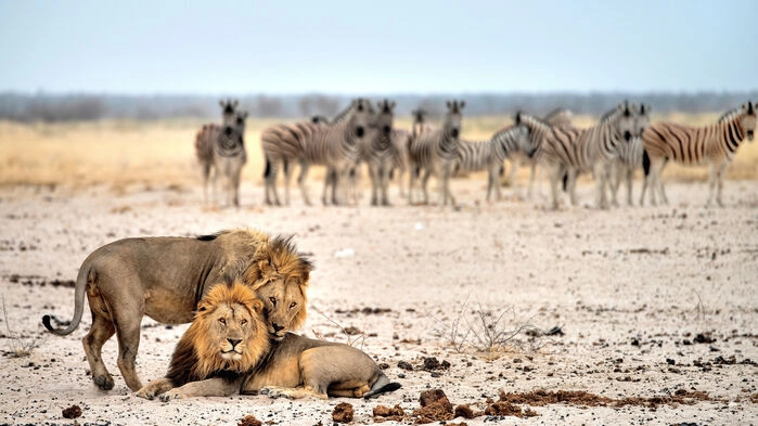 Lejon i Etosha National Park