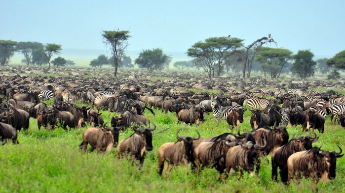Större delen av vinterhalvåret befinner sig migrationen i Serengeti.