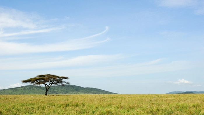 Serengetis vidsträckta savann.