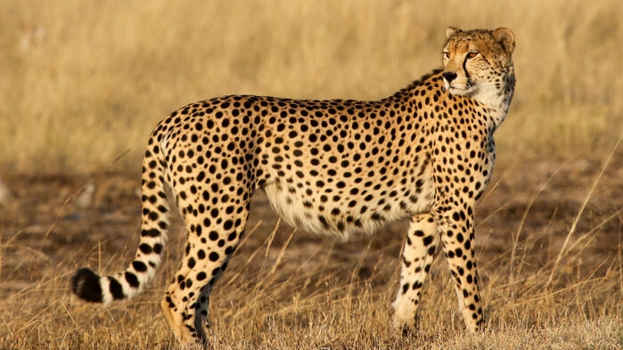 Gepard i Hwange nationalpark. Bild: Imvelo Safari Lodges
