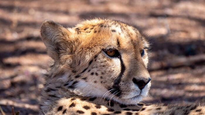 Gepard hos Cheetah Conservation Fund