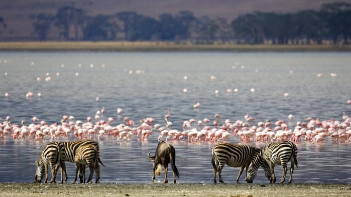 Manyarasjön frekventeras av flamingos.