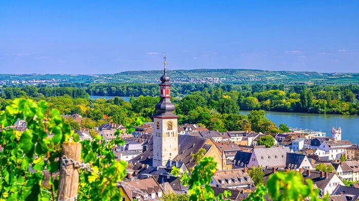 Vi reser till den idylliska och natursköna Rhendalen i mitten av maj. besök på några av de bästa vingårdarna i området Rheingau. Där trivs druvsorten Riesling bra på sydsluttningarna mot floden.