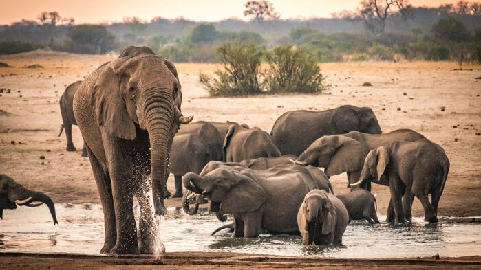 Elefanter i Hwange nationalpark.