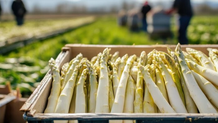 Vi reser till den idylliska och natursköna Rhendalen i mitten av maj. Då är det högsäsong för Tysklands vita guld, sparrisen.