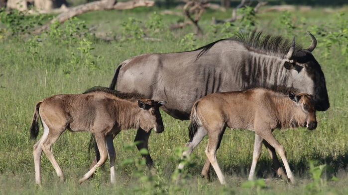 Gnuer i Hwange nationalpark. Bild: Imvelo Safari Lodges