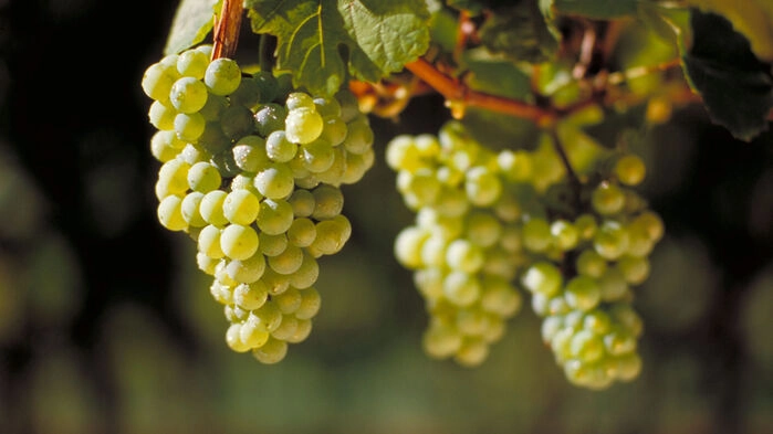 Ingenstans i världen finns bättre Riesling viner än här i Rheingau. På sluttningarna längs floden Rhen finns några av världen förnämsta vingårdar med tusenåriga anor.