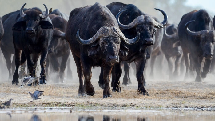 Bufflarhjord i Hwange nationalpark. Bild: Imvelo Safari Lodges, Duncan Watson