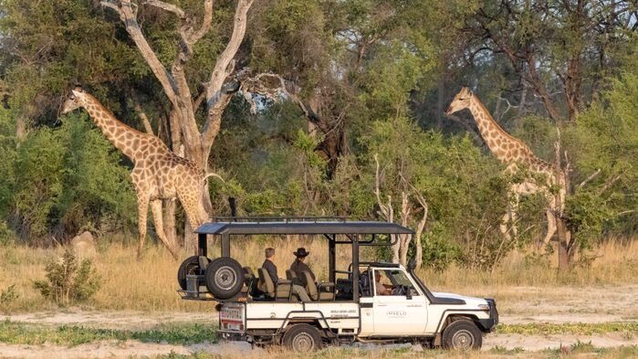 Giraffer i Hwange nationalpark. Bild: Imvelo Safari Lodges