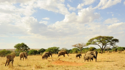 Tanzaniasafari