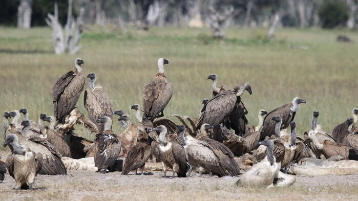 Flock gamar i Hwange nationalpark. Bild: Imvelo Safari Lodges