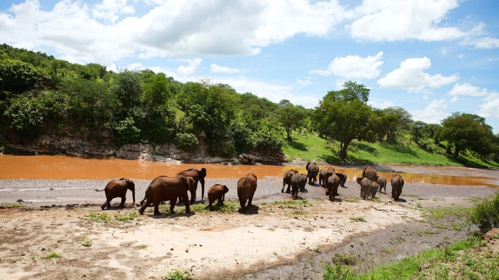 Elefantflock i vackra Tarangire Nationalpark.