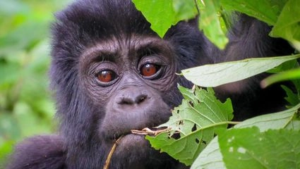 Gorillaunge i Bwindi Impenetrable Forest