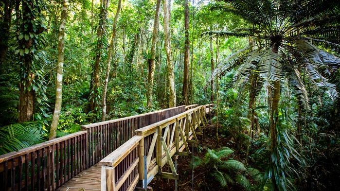 Daintree walk